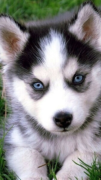 Husky Dog, Puppy HD phone wallpaper
