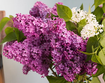 *** Lilacs ***, lilacs, nature, flowers, flower HD wallpaper