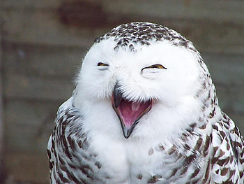 wkwkwk, animal, color, bird, lought, owl HD wallpaper