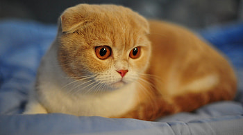 Scottish folded cat, folded ears, cute, cat, feline, paws HD wallpaper