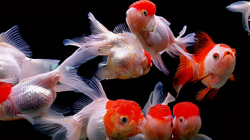 Community aquarium, Stunning , Aquatic harmony, Tropical fish HD wallpaper