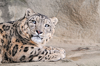 Animals, Snow Leopard, Muzzle, Spotted, Spotty, Beautiful, Kind HD wallpaper