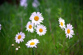 Meadow, plants, white daisy, blur HD wallpaper