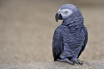 Animals, Parrots, Bird, Color, Jaco HD wallpaper