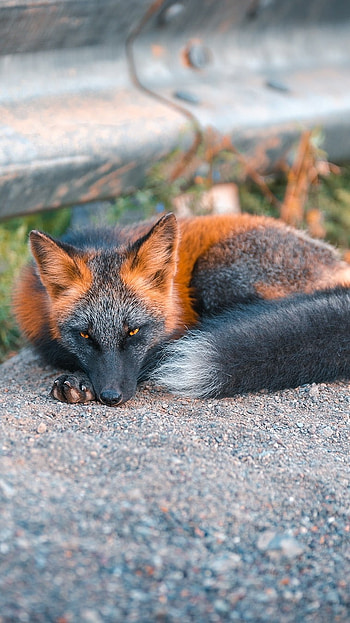 Fox, Adorable Animal HD phone wallpaper