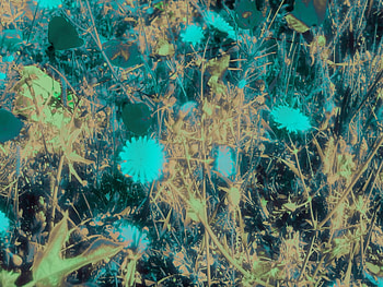 Blue flowers, flowers, 3d HD wallpaper