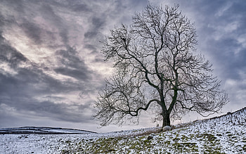 Winter in England, winter, sky, field, tree HD wallpaper