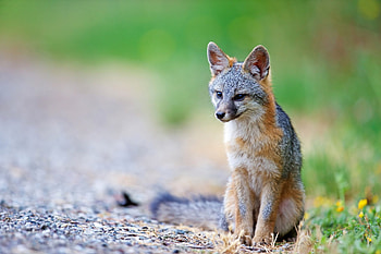 Gray Fox, Cute gray fox puppy, Thy graphy's , Playful and adorable fox offspring HD wallpaper
