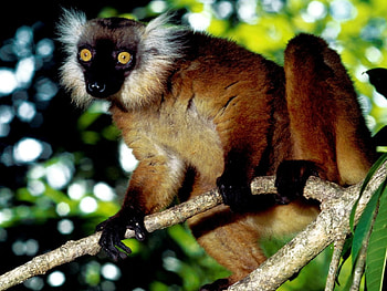 Black Lemur Malagasy, trees, monkey, forest, lemur HD wallpaper