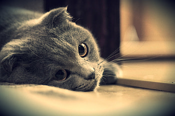 Animals, Cat, Eyes, Grey, Sight, Opinion, Briton, British, Kote HD wallpaper