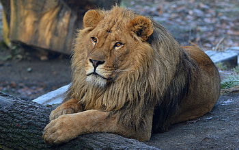 Beard Lion, lion, animals HD wallpaper