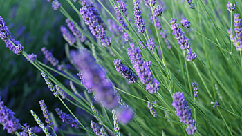 Close-up of lavender, Floral elegance, Nature's details, Captivating beauty HD wallpaper
