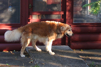 Golden Retriever in Front of a Shop, shop, downtown, animals, dogs, golden retriever HD wallpaper