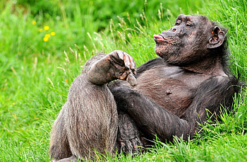 Animals, To Lie Down, Lie, Relaxation, Rest, Monkey HD wallpaper