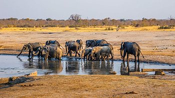 Hwange Zimbabwe, African wilderness, Wildlife sanctuary, Exotic landscapes HD wallpaper