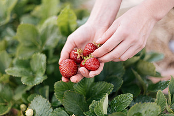 Food, Strawberry, Blur, Smooth, Hands, Berry HD wallpaper