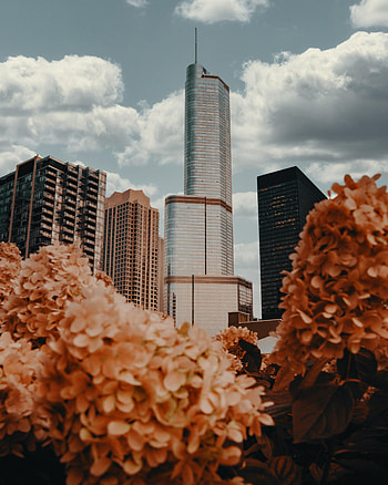 Cities, Architecture, City, Skyscraper, Building, Hydrangea HD phone wallpaper