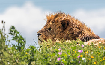 lion, predator, wildlife, lion in the grass, dangerous animals, lions HD wallpaper
