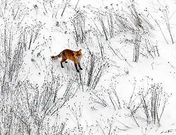 fox, winter, white, snow, view, sky, poland HD wallpaper