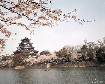 Hiroshima Castle, japanese, japan, spring, hiroshima, scenery, sakura, cherry blossom, nature, castle HD wallpaper