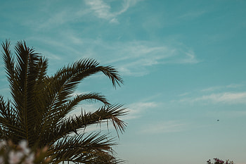 Nature, Sky, Leaves, Palm, Branches, Tropics HD wallpaper