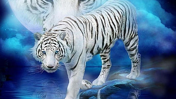 Tiger, Schwarz, Deutschland, Blau HD wallpaper