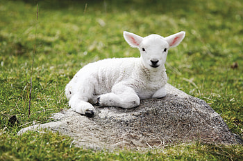 Cute sheep , cliparts, Adorable , Joyful illustrations HD wallpaper