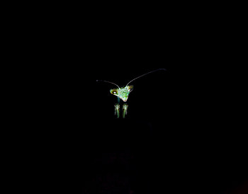 Dark, Eyes, Dark Background, Insect, Mantis HD wallpaper