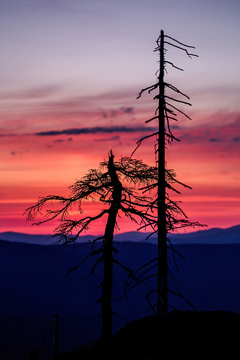 Nature, Trees, Sunset, Sky, Dark, Silhouettes HD phone wallpaper