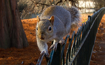 Animals, Squirrel, Sit, Fence HD wallpaper