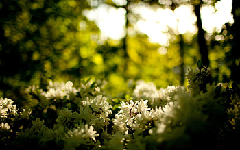 Nature, Flowers, Forest, Greens HD wallpaper