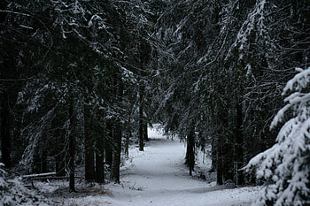 Winter, Nature, Trees, Snow, Forest, Branches HD wallpaper