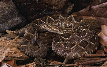 Animals, Spotty, Spotted, Striped, Snake, Scales, Scale HD wallpaper