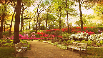 The Azalea garden at the New York Botanical Garden, blossoms, path, bench, trees, spring, usa HD wallpaper