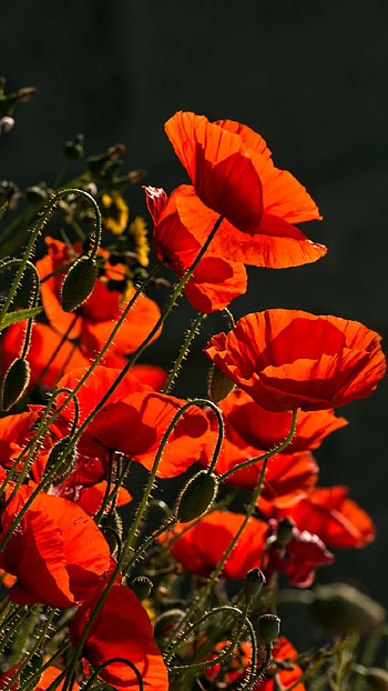 Traxzee poppy field, Breathtaking landscape, Scenic masterpiece, Nature's charm HD phone wallpaper