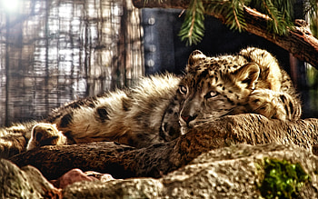 Wild Cat, kitten, animal, awesome, kitty, cats, outstanding, wonderful, zoo, kittens, nice, jaguar, fantastic, animals, amazing, adorable, marvellous, stunning, sweet, cat, beautiful, fluffy, rocks, tree, rock, wildcat, pretty, nature, skyphoenixx1 HD wallpaper