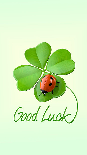 Ladybug, Good Luck HD phone wallpaper