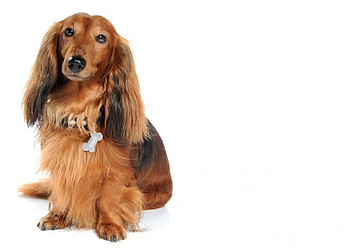 Beautiful dachshund, dog, wiener, doxie, pet, dashshund HD wallpaper