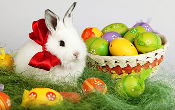 Animals, Rabbits HD wallpaper
