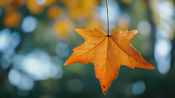 Autumn Splendor: Golden Leaf, Autumn, leaf, orange (Color), bokeh, nature HD wallpaper