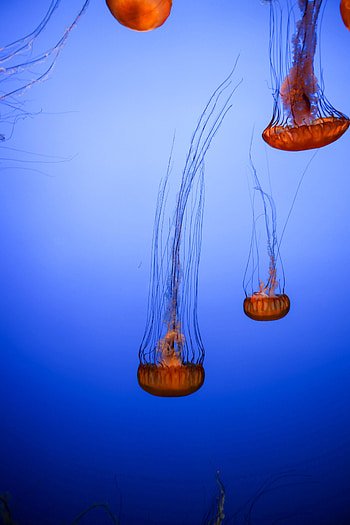 Animals, Jellyfish, Brown, Tentacles, Creatures HD phone wallpaper