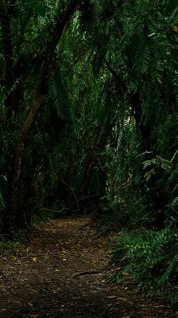 Explore a lush, green tropical forest pathway in Kumarakom, India. HD phone wallpaper