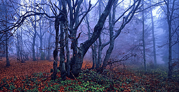 Forest, tree, nature, fall, tree trunk HD wallpaper