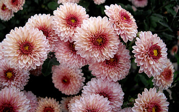 Plants, Flowers HD wallpaper