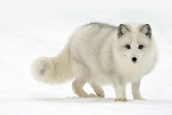 Fox, snow, white fox HD wallpaper