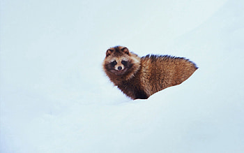 Snow, Dog, Minimalism, Raccoon Dog HD wallpaper
