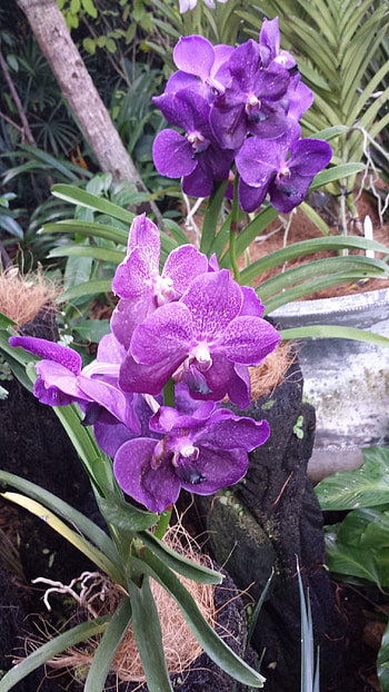 Vanda Orchid, Purple Vanda Orchid HD phone wallpaper
