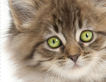 Kitten, pisica, animal, face, cute, cat, pet, green eyes HD wallpaper