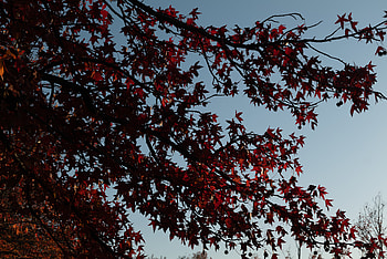 Nature, Leaves, Wood, Tree, Branches, Maple HD wallpaper