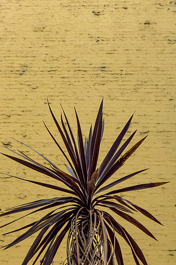 Leaves, Plant, Miscellanea, Miscellaneous, Wall HD phone wallpaper